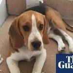 The pet I’ll never forget: Ernie the danger dog – who loves dicing with death