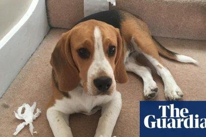 The pet I’ll never forget: Ernie the danger dog – who loves dicing with death