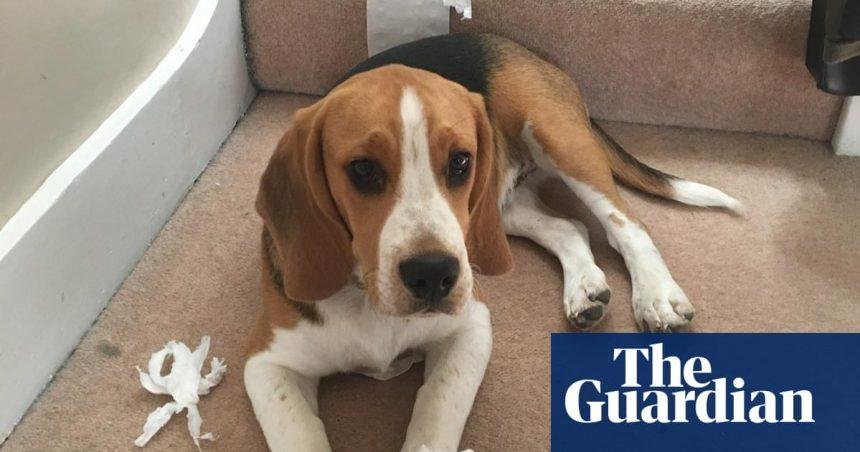 The pet I’ll never forget: Ernie the danger dog – who loves dicing with death