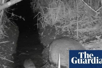 Wild beaver kits born in Norfolk for first time in more than 500 years
