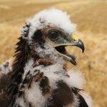 UK's rarest bird of prey rears new chicks in secret location