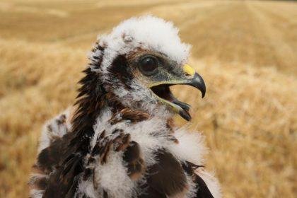 UK's rarest bird of prey rears new chicks in secret location
