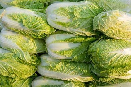 China probes use of formaldehyde to keep cabbages fresh