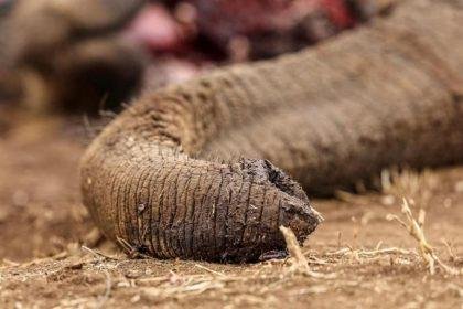 Four arrested over suspected poisoning of elephants in Kenya