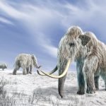 The Woolly Mammoth’s Comeback Is Taking Longer Than Expected