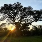 This tree witnessed one of America’s bloodiest battles. Now it’s fighting to survive