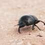 Dung beetles offer insights into biodiversity in Singapore
