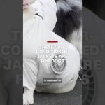These ‘air-conditioned’ jackets are for dogs