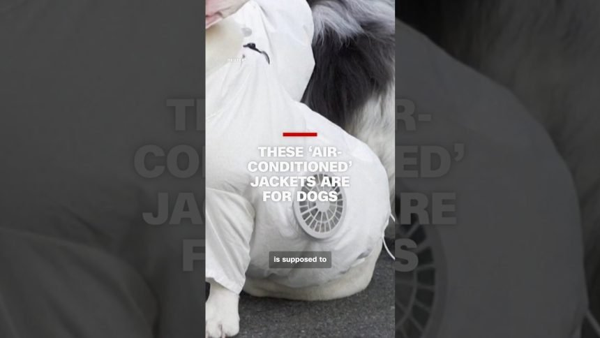 These ‘air-conditioned’ jackets are for dogs