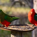Bird flu is spreading. Your backyard feeder could make it worse