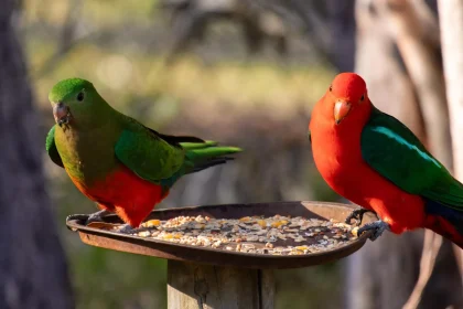 Bird flu is spreading. Your backyard feeder could make it worse