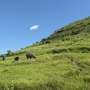 Why ancient grasslands, once plowed, don't grow back the same
